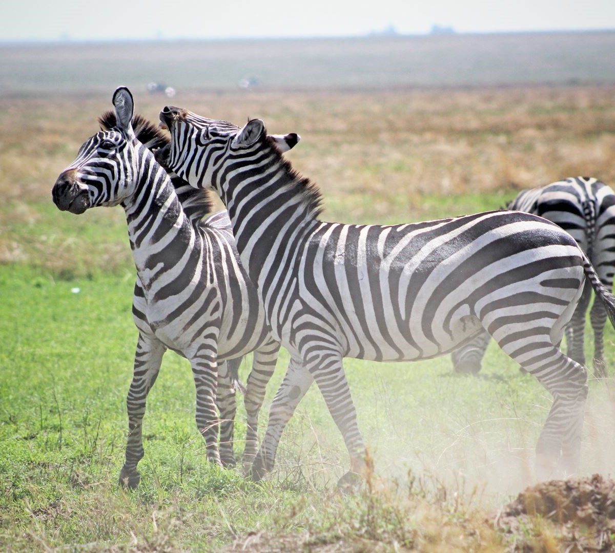 6 Days Tanzania Safari Royal Tour to Tarangire, Lake Manyara, Serengeti, Arusha and Ngorongoro Crater